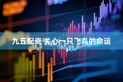 九五配资 关心一只飞鸟的命运